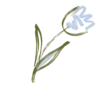 🌷