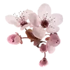 🌸