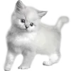 🐈