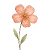 🌷