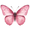 🦋