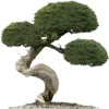 🌳