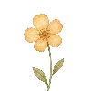 🌻
