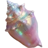 🐚