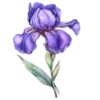 🌸