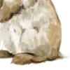 🐇