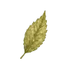🍃