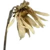 🌼