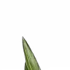 🪴