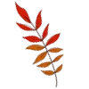 🍂