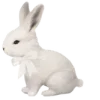 🐰