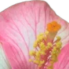 🌸