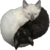 🐱