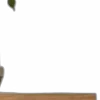 🪴