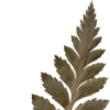 🌿