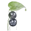 🌱