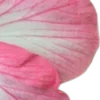 🌸
