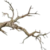 🌳