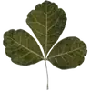 🌿