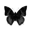 🦋