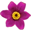 🌺