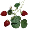 🍓