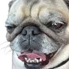 🐕