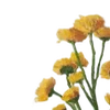 🌼