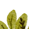 🍃