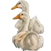 🦢