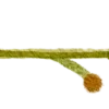 🌿