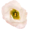 🌼