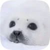 🦭