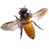 🐝