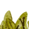 🍃