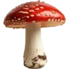 🍄