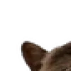 🐱