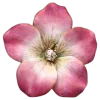 🌸