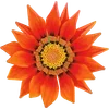 🌺