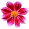 🌺