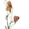 🤩