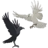 🐦‍⬛