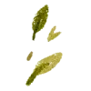 🍃