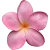 🌸