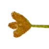 🌿