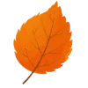 🍂