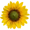 🌻
