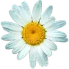 🌼
