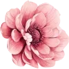 🌸