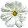 🌼